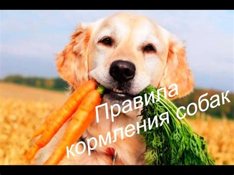 Лучшие продукты для кормления собаки-дворняги