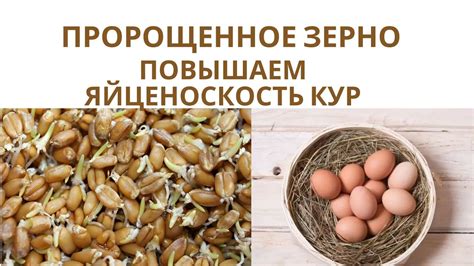 Лучшие способы подкорма для повышения яйценоскости курей