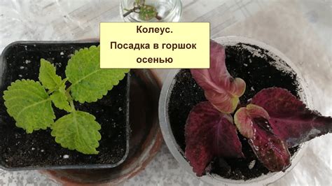 Лучшие способы подкормки колеуса осенью