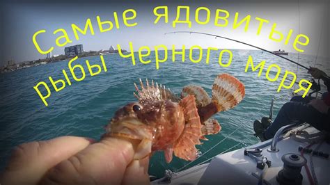 Любимые места обитания рыбы в Черном море