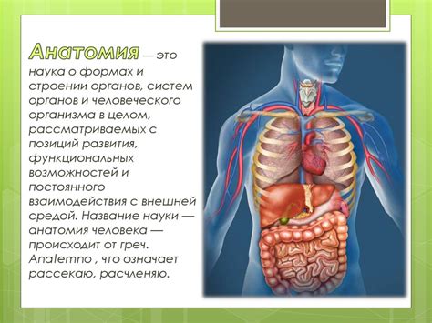 Любовь и физиология человека