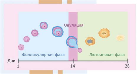 Лютеиновая фаза: основная информация и отличия от фолликулярной фазы