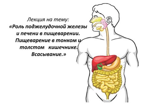 Маген и его роль в пищеварении