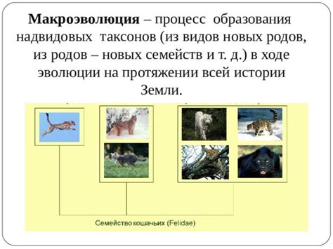 Макроэволюция: понятие и значение