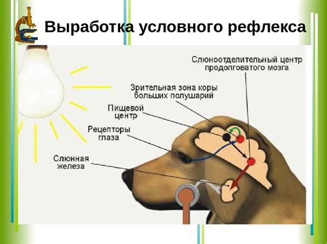 Макулярная область рефлекс: что это такое и каковы его причины?