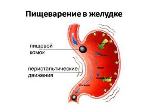 Малопродуктивное желудочное пищеварение