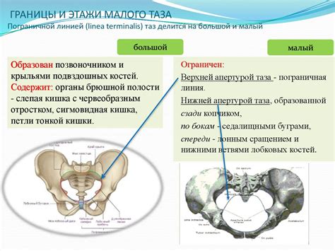 Малый таз