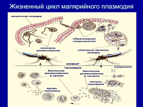 Малярийный плазмодий: распространение и последствия