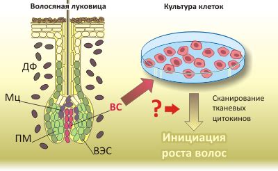 Массаж и стимуляция волосяных фолликул