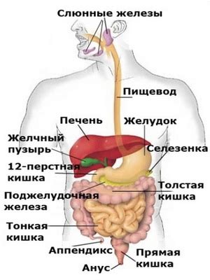 Медленная работа желудочно-кишечного тракта