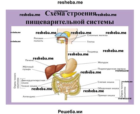 Медь и пищеварение