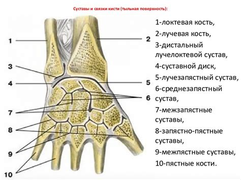 Межкостиевой сустав запястья