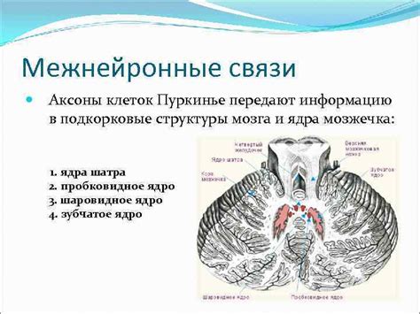 Межнейронные связи и их значение