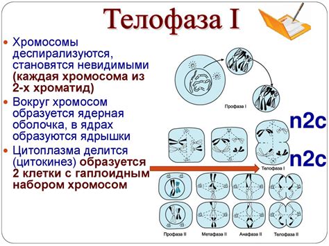 Мейоз: образование гаплоидных клеток