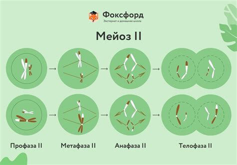 Мейоз: формирование четырех гаплоидных клеток