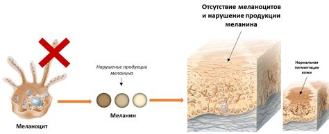 Меланин в природе и его экологическая роль