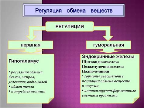 Мембрана - защита и регуляция обмена веществ