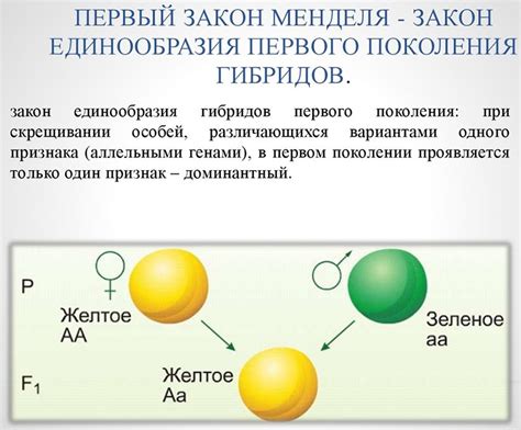 Мендель: первый закон