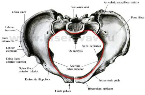 Местонахождение апертуры таза