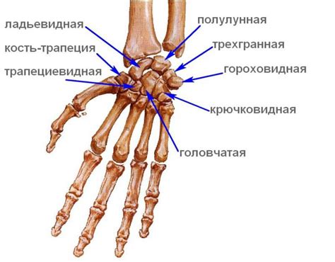 Местоположение запястья человека