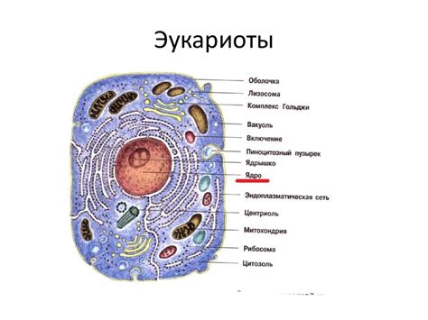 Месторасположение рибосом в клетках прокариот и эукариот