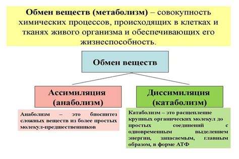 Метаболизм и использование питательных веществ