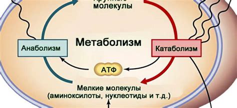 Метаболические процессы и их влияние