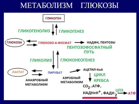 Метаболические процессы и их связь с функциональным состоянием