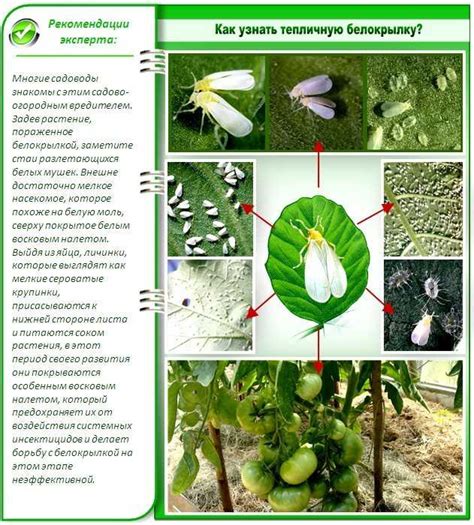 Методы борьбы с белыми маленькими червячками