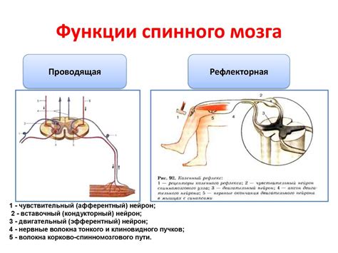 Методы восстановления и поддержания рефлекторной функции спинного мозга