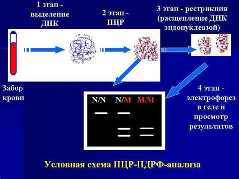 Методы выделения ДНК из крови