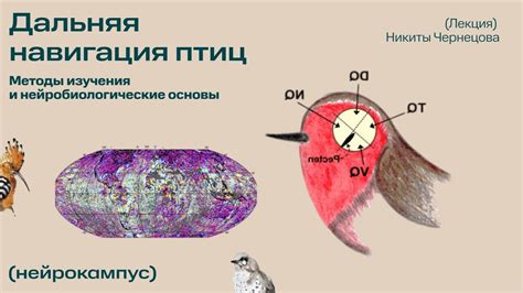 Методы изучения птиц