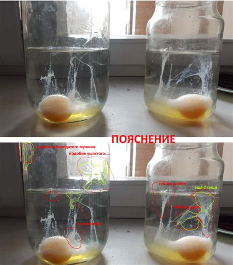 Методы обнаружения порчи яиц