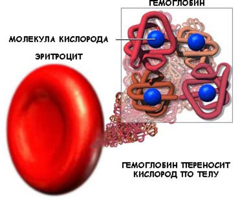 Методы повышения гемоглобина у мужчин