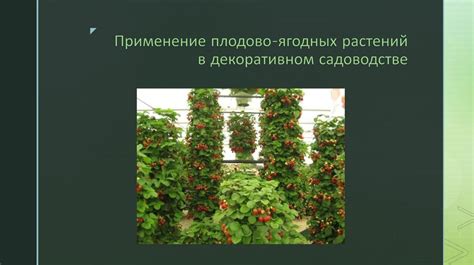 Методы посадки ягодных культур и их особенности