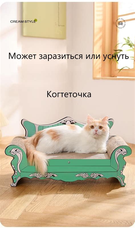 Методы приучения кота к специальным местам для игры и точения когтей