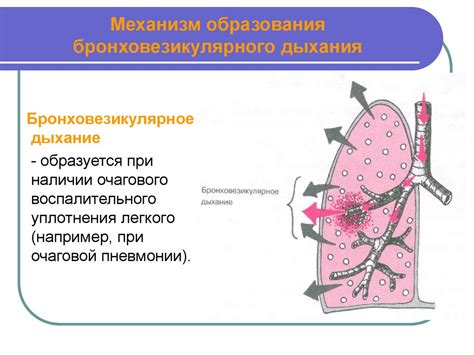 Методы расширения бронхов через дыхание