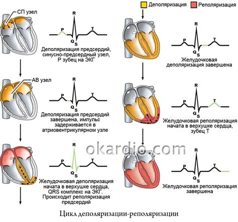 Методы расшифровки нарушения реполяризации на ЭКГ