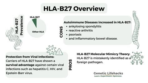 Механизмы возникновения отсутствия HLA-B27