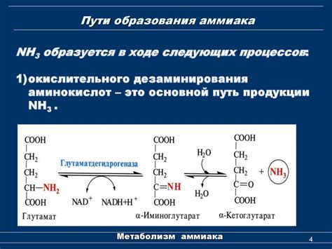 Механизмы образования аммиака в организме