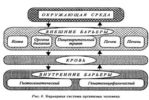 Механизмы поддержания постоянства организма