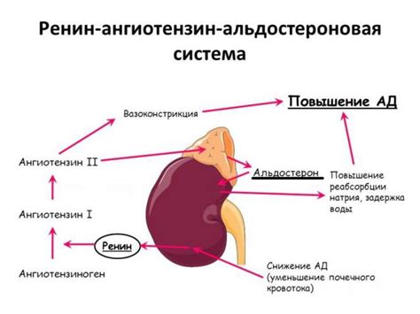 Механизмы работы Ренин ангиотензин альдостероновой системы