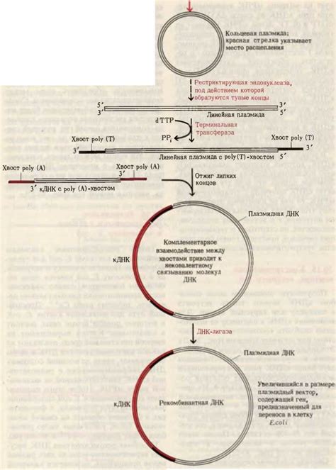 Механизмы снижения популяции E.coli