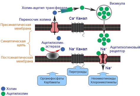 Механизм действия клацида