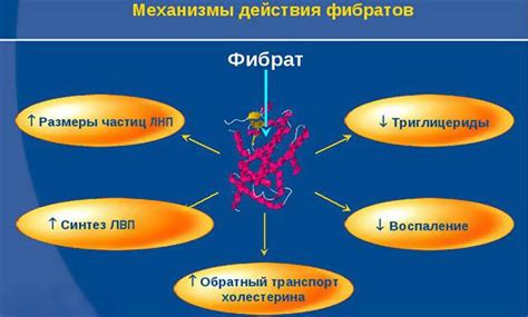 Механизм действия статинов