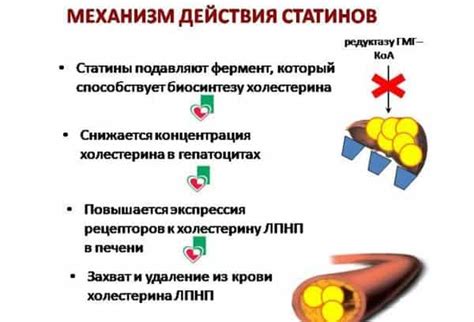 Механизм действия статинов на организм