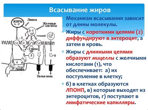 Механизм образования жиров в организме