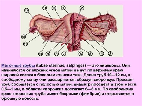 Механизм повреждения промежности у девушек