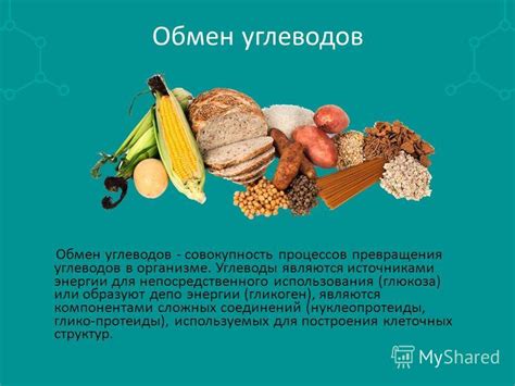 Механизм превращения углеводов в организме