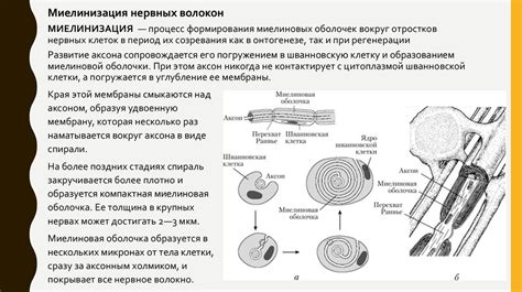 Миелиновая оболочка